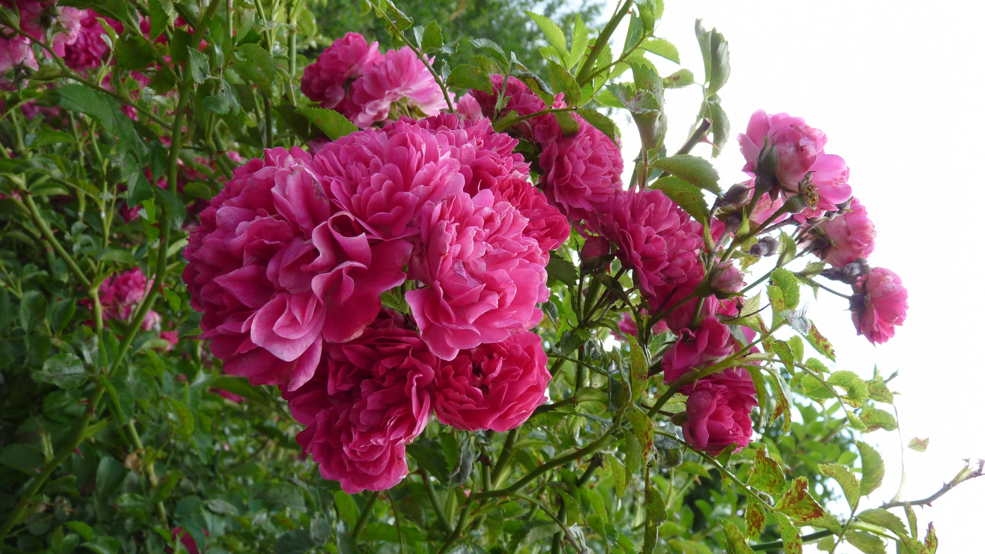 Rose im Garten