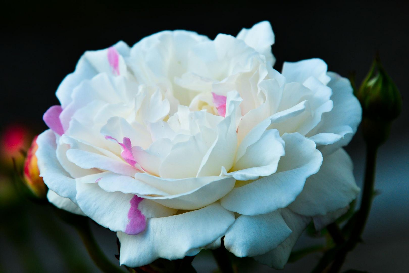 Rose im Garten