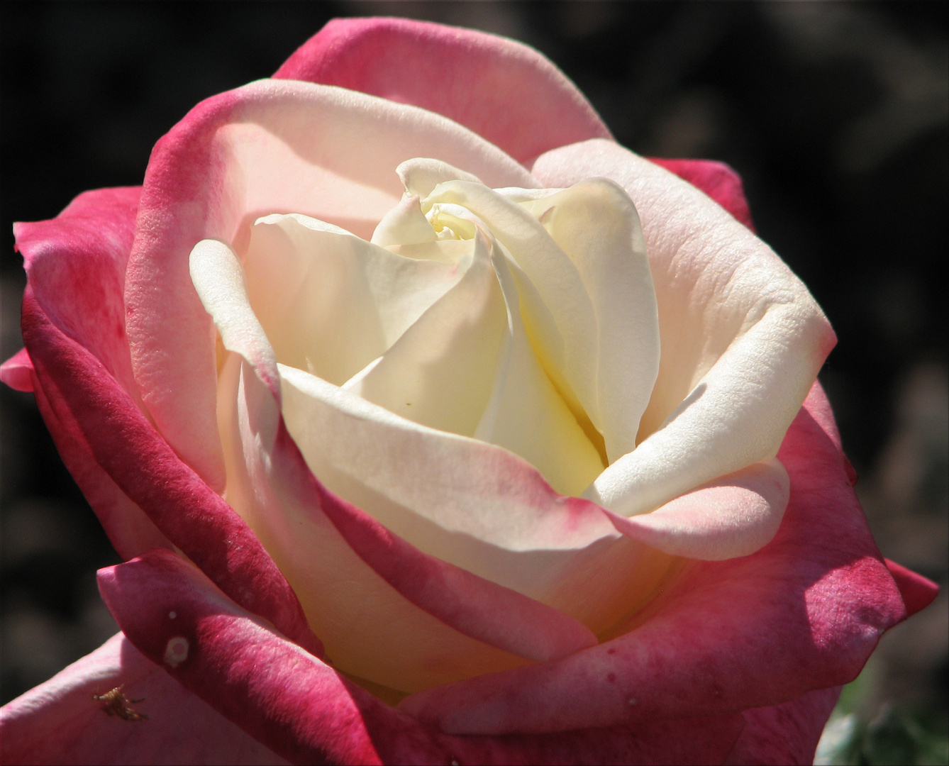 Rose im Garten der Villa Eilenroc