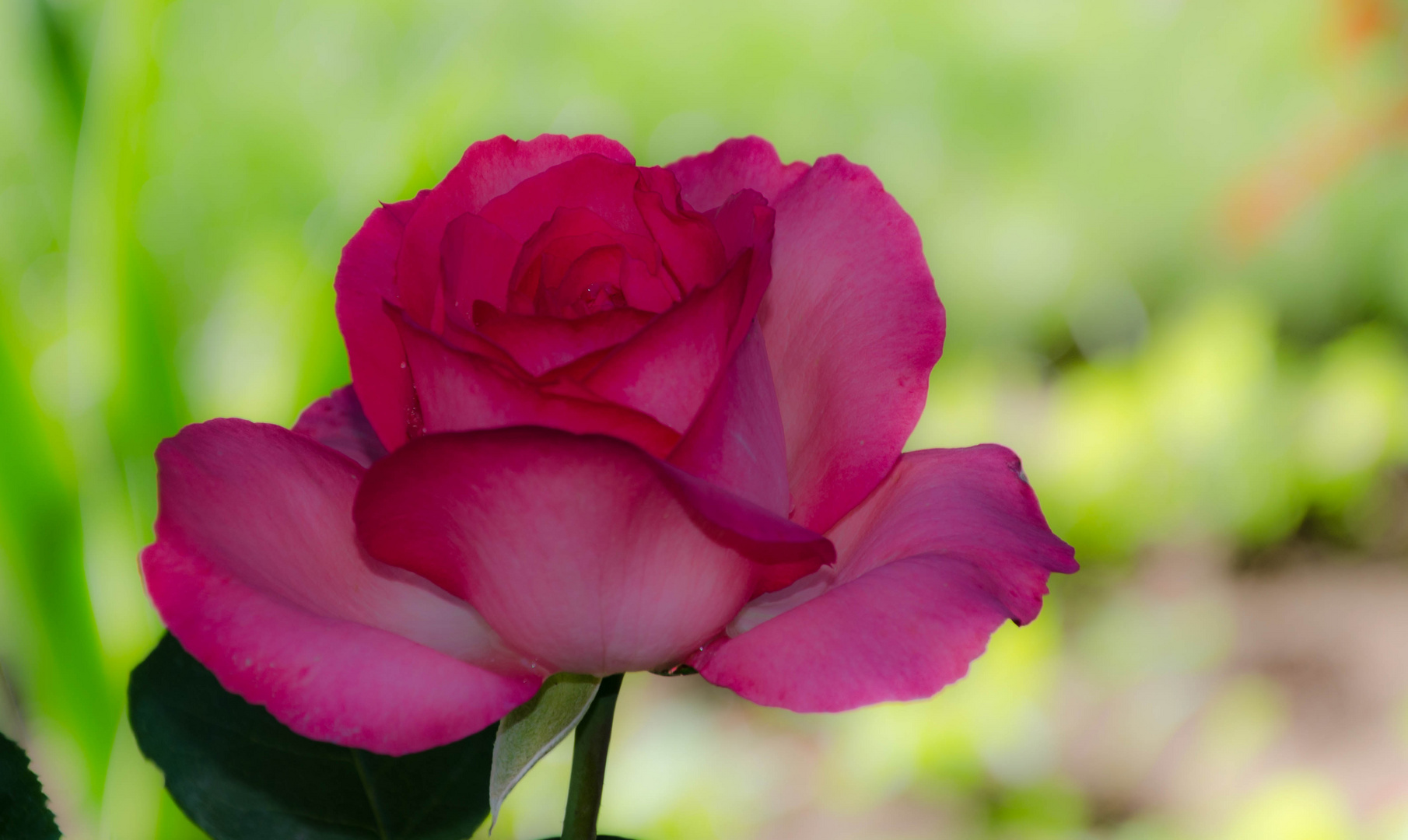 Rose im Garten