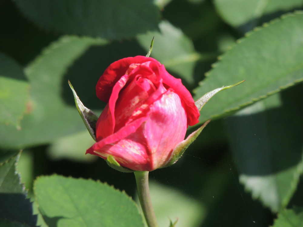 Rose im Garten