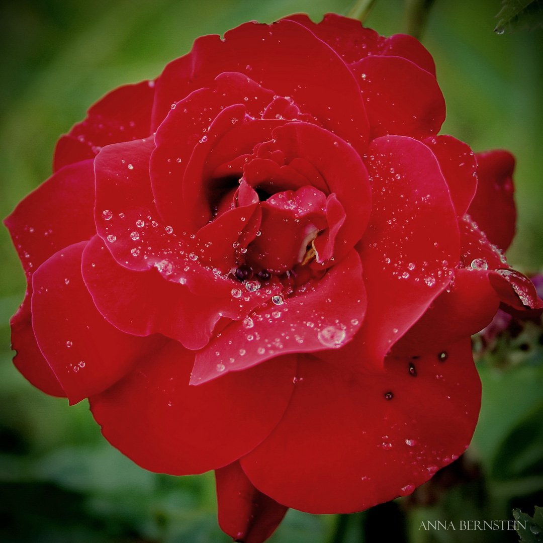 Rose im Garten