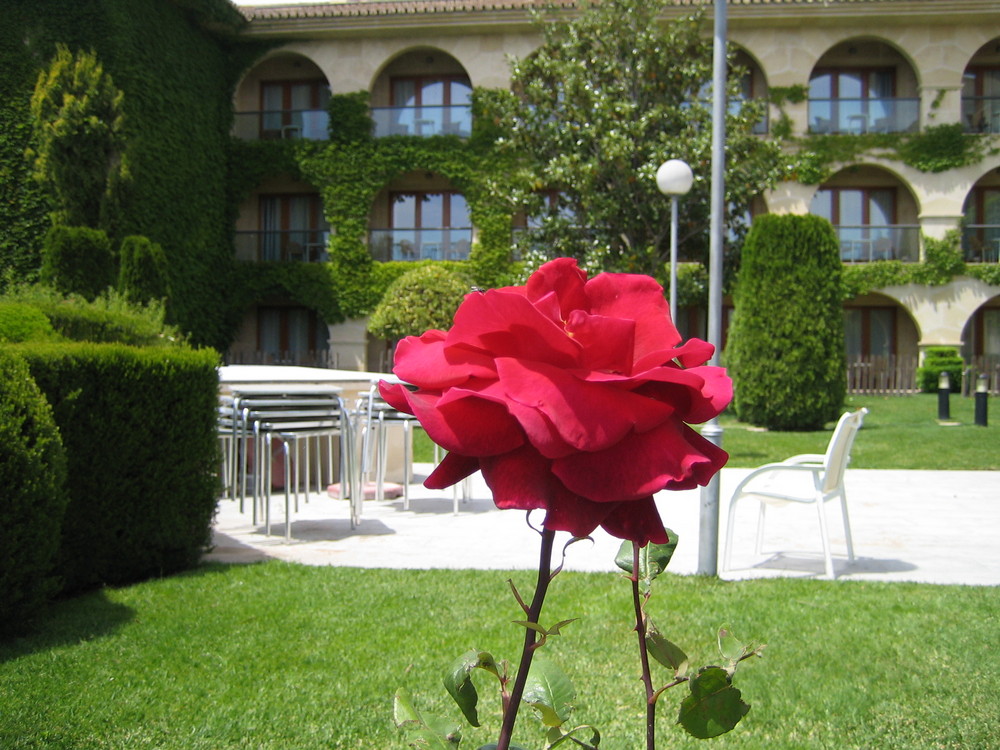 Rose im Garten in Ronda