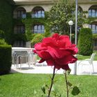 Rose im Garten in Ronda