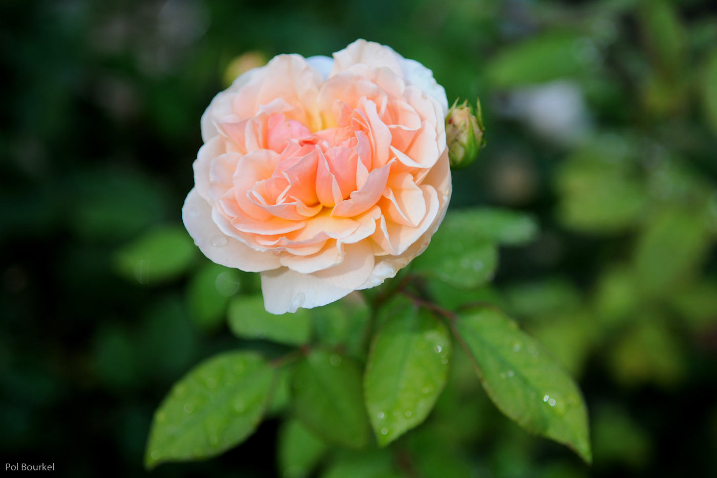 Rose im Garten Trautmannsdorf Südtirol