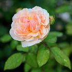 Rose im Garten Trautmannsdorf Südtirol