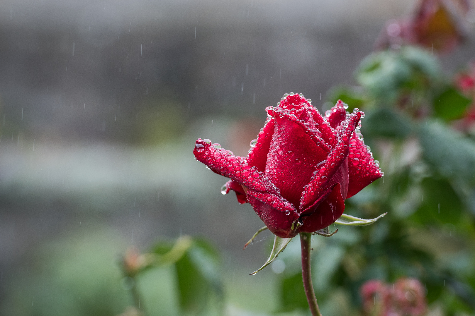 Rose im Garten von Queen Anne in Stirling Castle (Schottland 19)