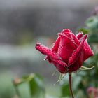 Rose im Garten von Queen Anne in Stirling Castle (Schottland 19)