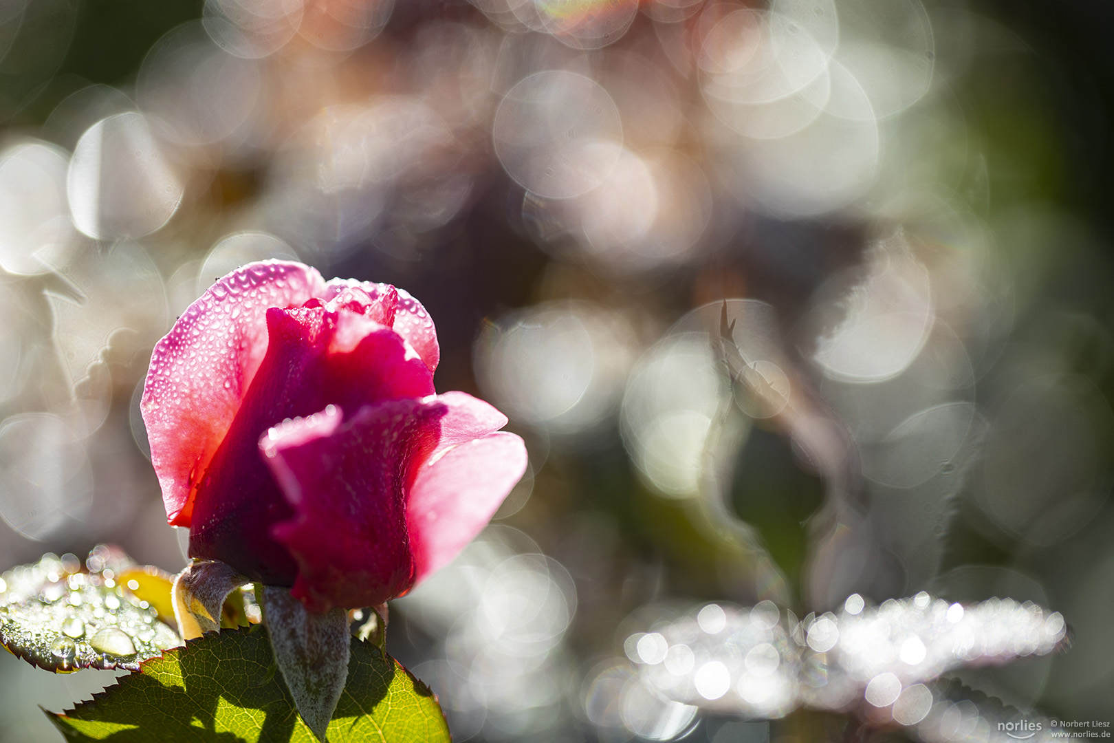 Rose im Gegenlicht