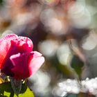 Rose im Gegenlicht