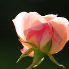 Rose im Gegenlicht