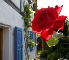 Rose im Gegenlicht