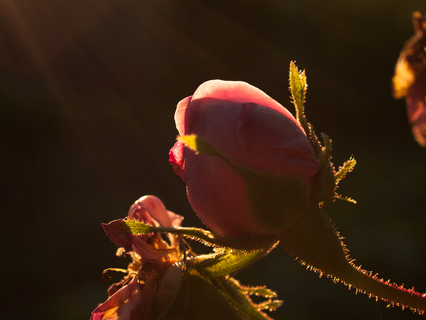 Rose im Gegenlicht