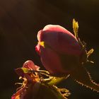 Rose im Gegenlicht