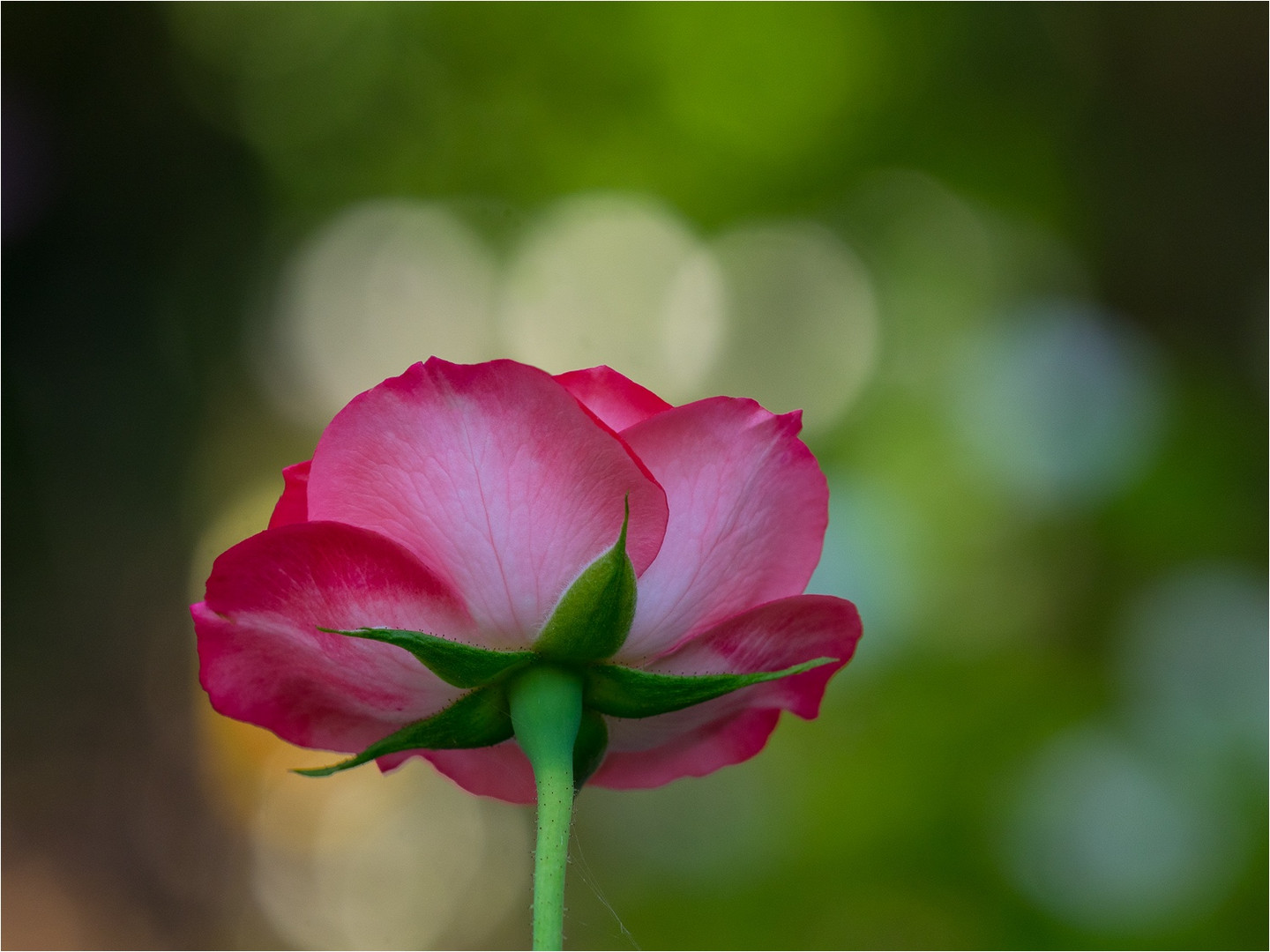 Rose im Gegenlicht