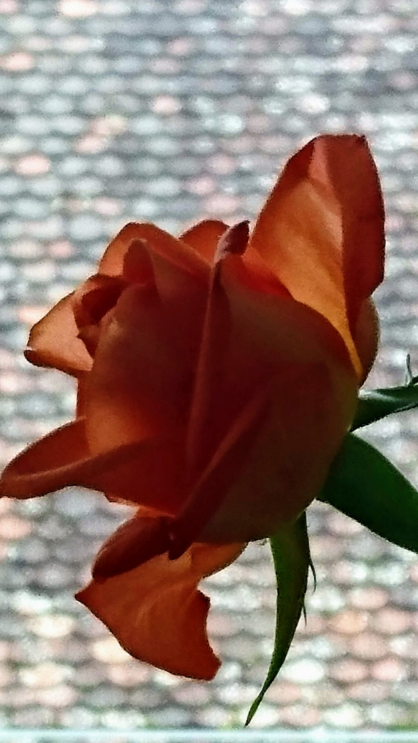 Rose im Gegenlicht