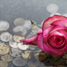 Rose im Geldwasser