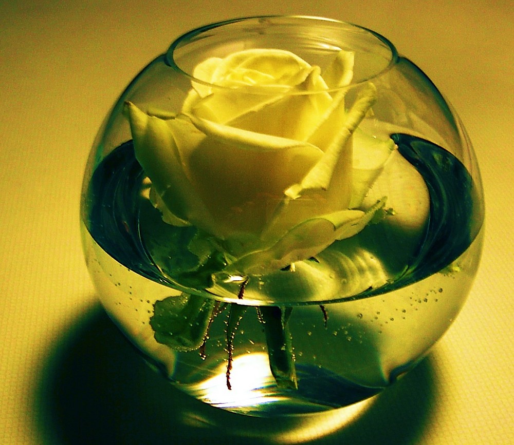 Rose im Glas