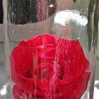 Rose im Glas