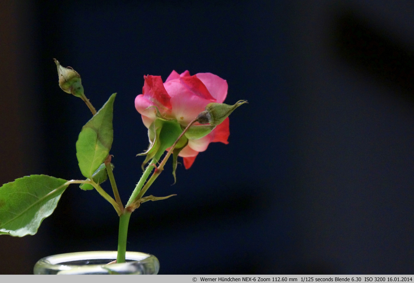 Rose im Glas