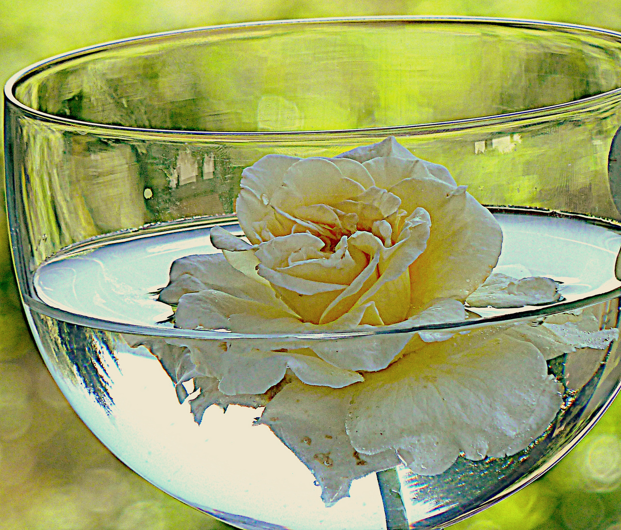 Rose im Glas