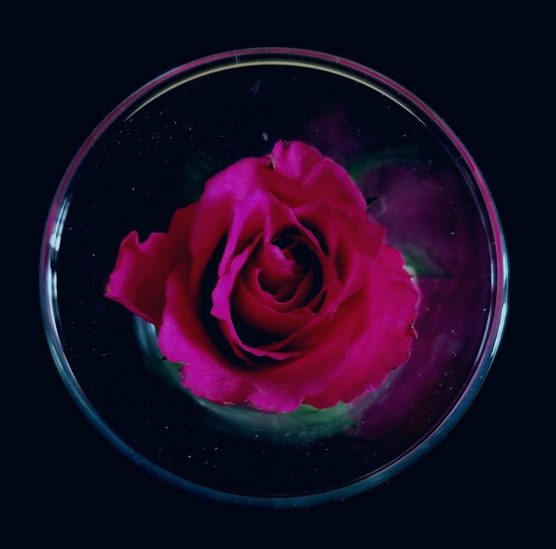 Rose im Glas