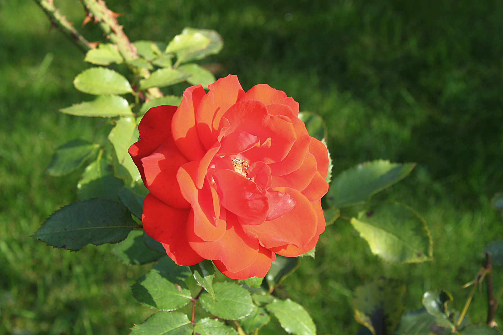 Rose im goldenen Herbst