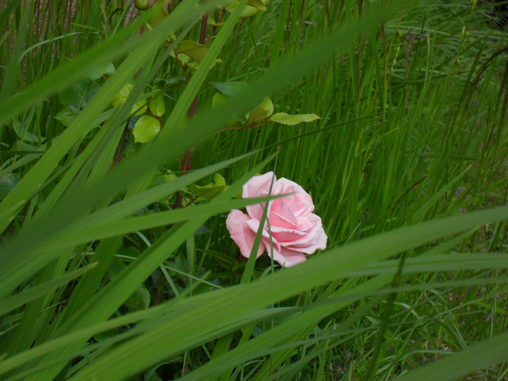 Rose im Gras