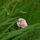 Rose im Gras