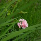 Rose im Gras