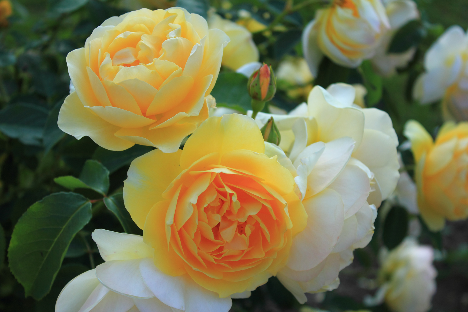 Rose im Grugapark Essen, Juni 2015