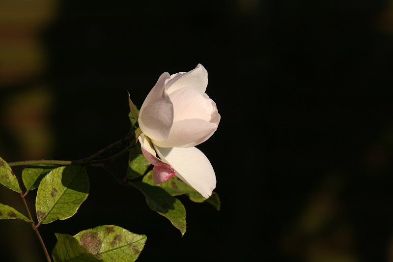 Rose im heimischen Garten