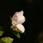 Rose im heimischen Garten