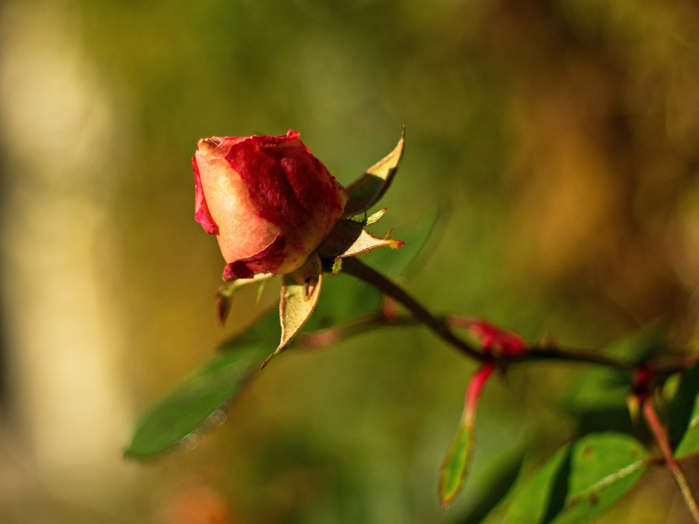 Rose im Herbst