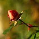 Rose im Herbst