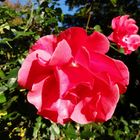 Rose im Herbst