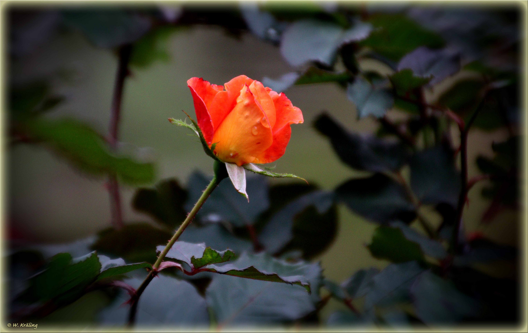 Rose im Herbst