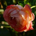 Rose im Herbst