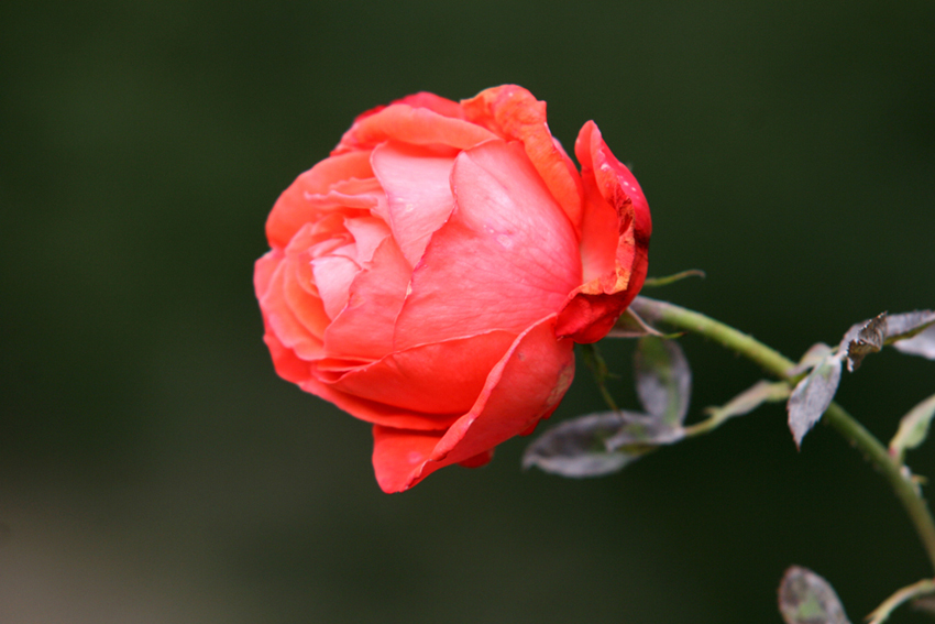 Rose im Herbst