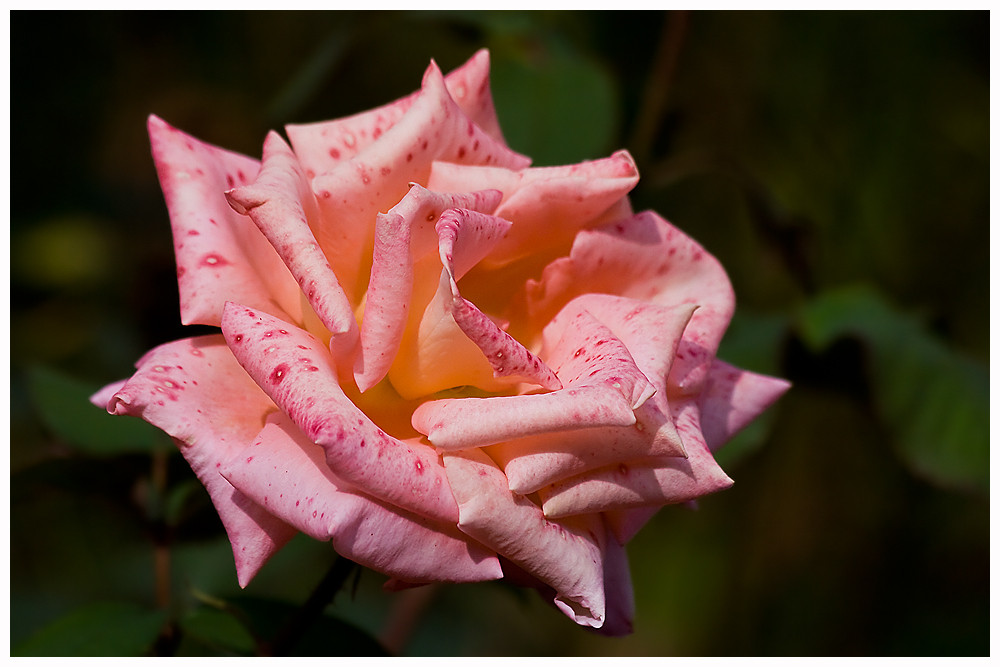 Rose im Herbst