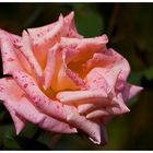 Rose im Herbst