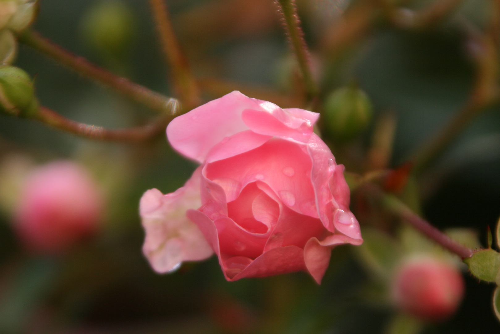 Rose im Herbst