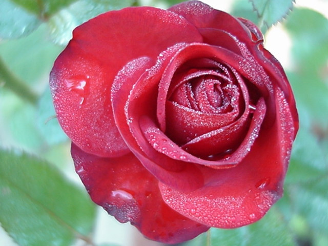 Rose im Herbst