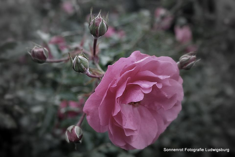 Rose im Herbst