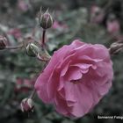 Rose im Herbst