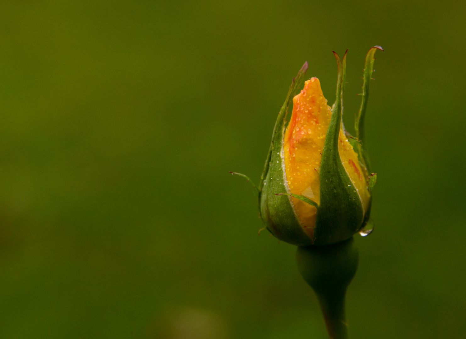 Rose im Herbst