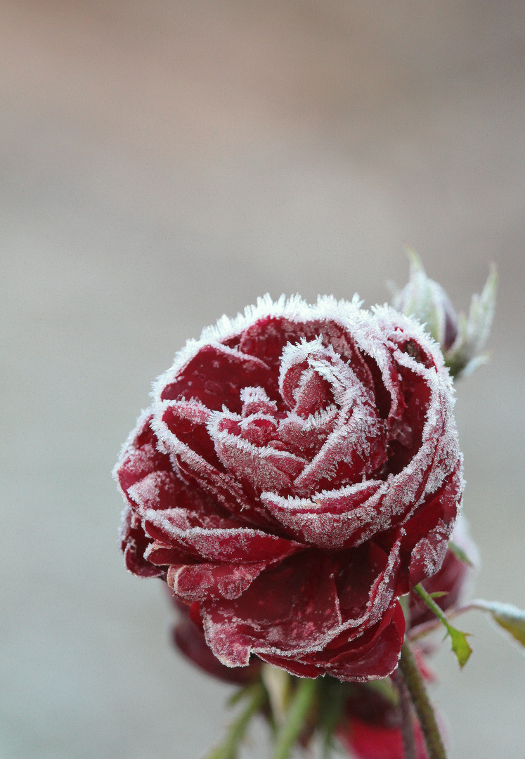 Rose im Herbst