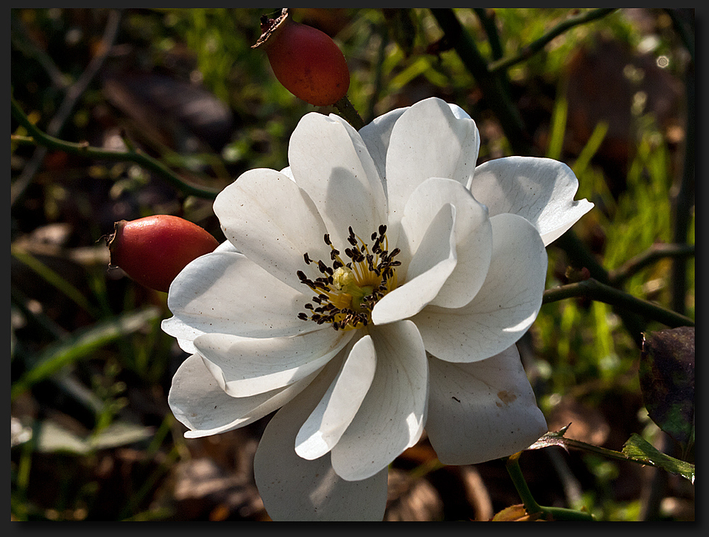 Rose im Herbst