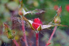 Rose im Herbst