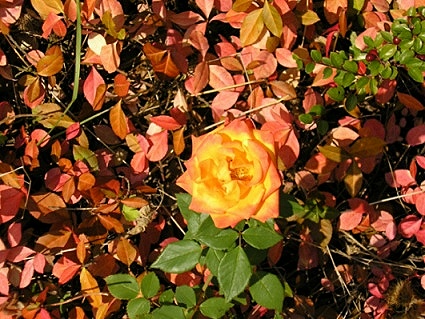 Rose im Herbst